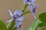 Bouquet mudplantain